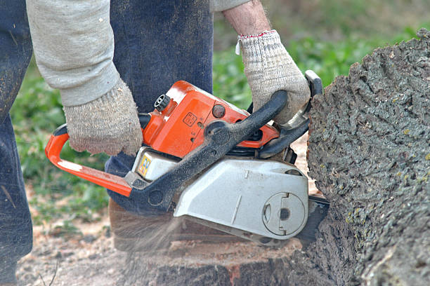 Trusted Haughton, LA Tree Care Experts